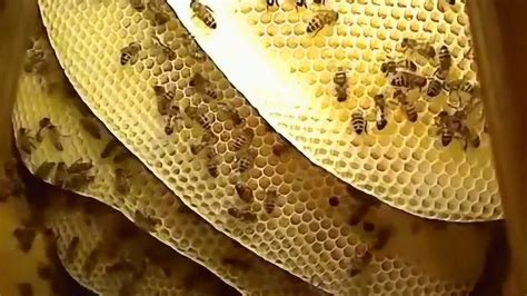 蜜蜂筑巢风水 銀鯧飼養